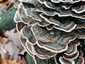 Lepketapló (Trametes versicolor), Budai-hegység